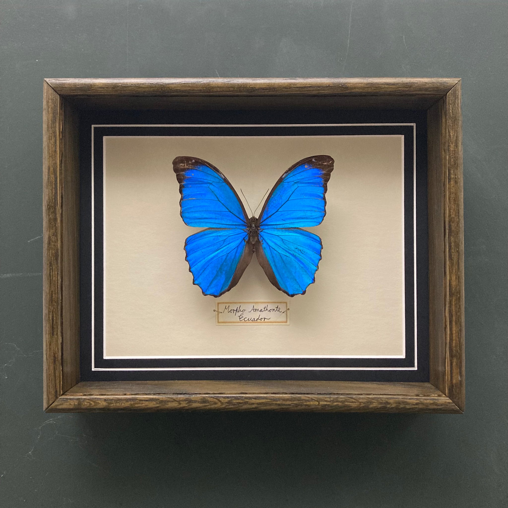 Morpho Amathonta (Ecuador)