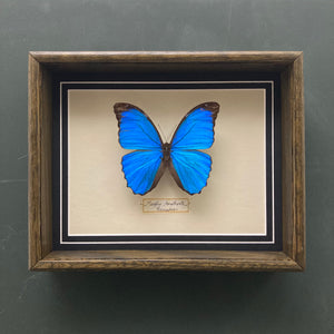 Morpho Amathonta (Ecuador)