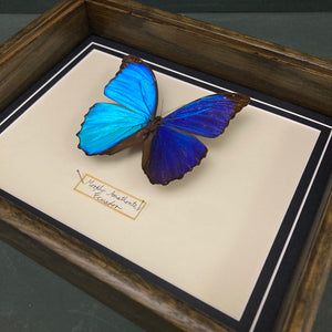 Morpho Amathonta (Ecuador)