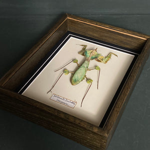 Idolomantis Diabolica (Tanzania)