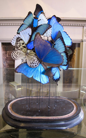 X Butterflies in a Antique Bell Jar